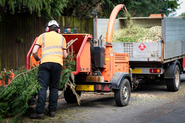 Best Tree Clearing Services  in Shippensburg, PA